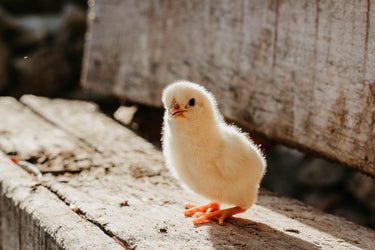 Vegan Ways to Celebrate Spring